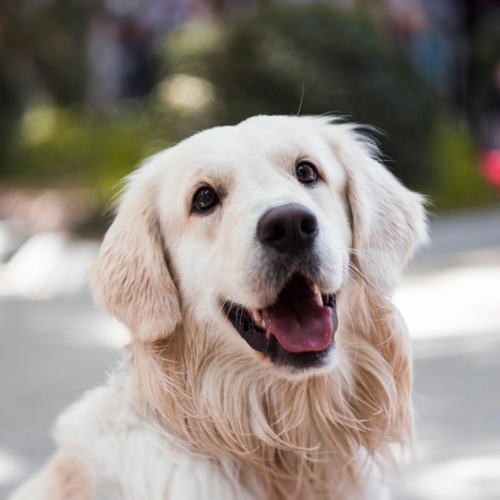 eine Golden Retriever sieht in die Kamera