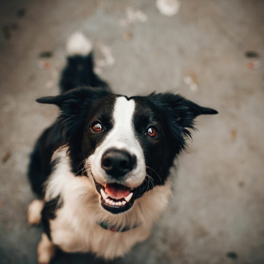 Das Foto zeigt von oben einen schwarz weissen Hund, der in die Kamera sieht.