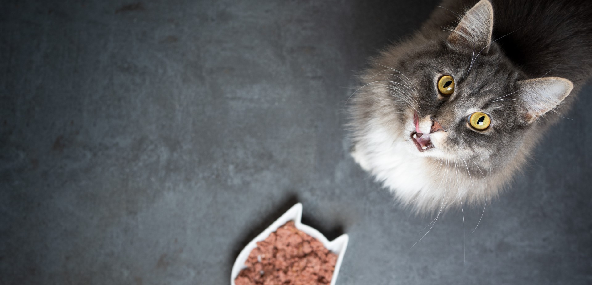 Foto von oben. Man sieht eine Katze die vor einem Futternapf sitzt und in die Kamera sieht