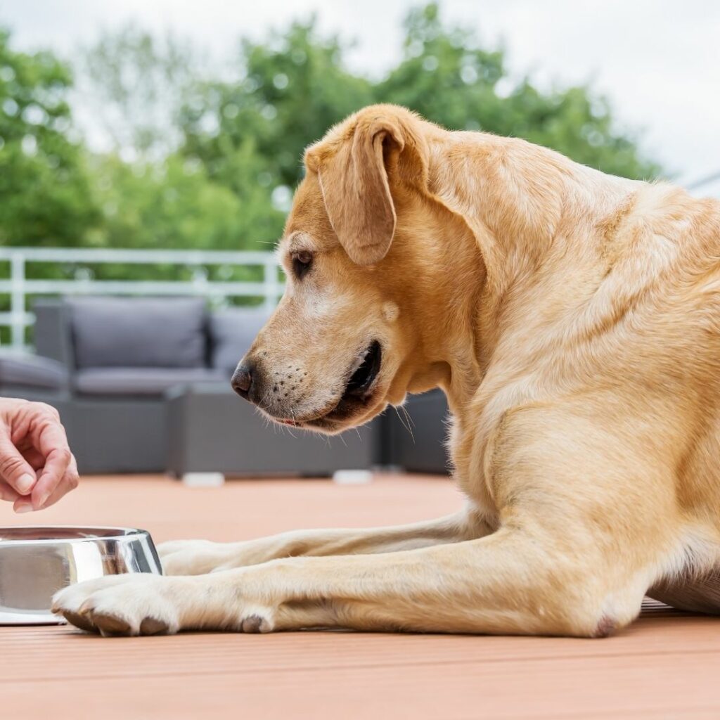 Ein heller großer Hund liegt vor einem Futternapf.