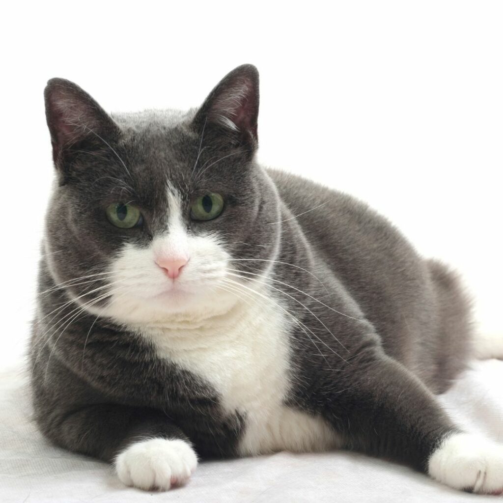 Eine dicke Katze liegt am Boden und sieht in die Kamera