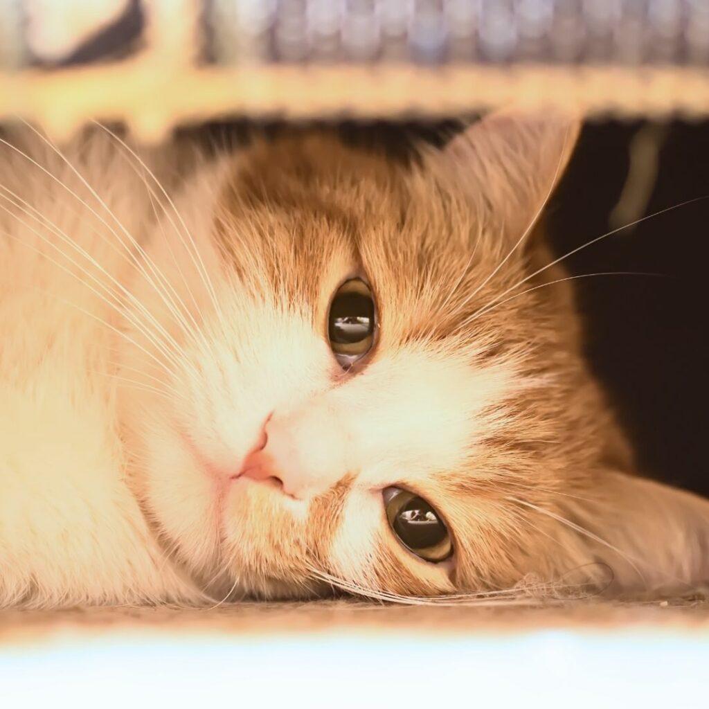Eine seitlich liegende Katze sieht in die Kamera