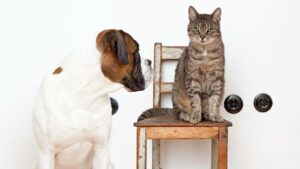Eine Katze sitzt auf einem Sessel, daneben sitzt am Boden ein Hund und sieht sie an