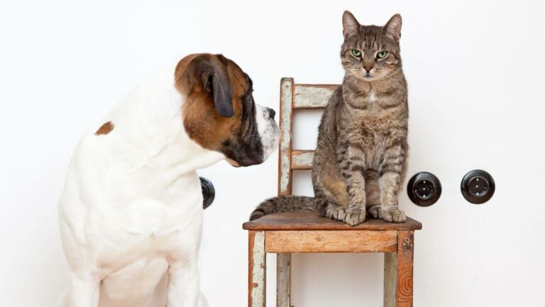 Eine Katze sitzt auf einem Sessel, daneben sitzt am Boden ein Hund und sieht sie an