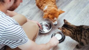Man sieht einen Hund und eine Katze von oben. Ein Mann hält ihre Futternäpfe hin.